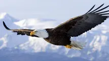 لحظه رهاسازی عقاب عظیم‌الجثه طلایی در گلستان