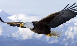 لحظه رهاسازی عقاب عظیم‌الجثه طلایی در گلستان
