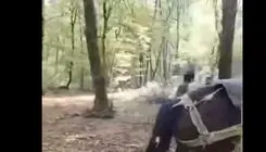 فیلم لحظه دستگیری متخلف قطع درخت در جنگل‌های مازندران