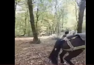 فیلم لحظه دستگیری متخلف قطع درخت در جنگل‌های مازندران