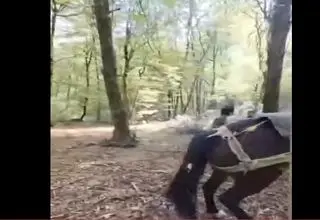 فیلم لحظه دستگیری متخلف قطع درخت در جنگل‌های مازندران