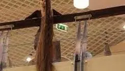 رکورد بلندترین موی دنیا شکسته شد