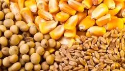 عرضه ۷۵۱ هزار ۵۹۹ تن انواع نهاده‌های دامی در روز گذشته 