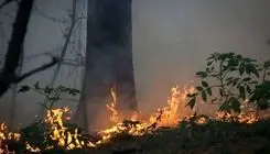 واکنش علیرضا قربانی به سوختن جنگل‌های هیرکانی 