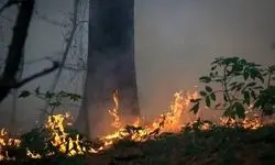 واکنش علیرضا قربانی به سوختن جنگل‌های هیرکانی 