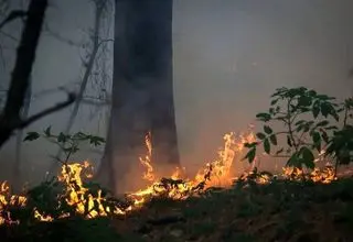 واکنش علیرضا قربانی به سوختن جنگل‌های هیرکانی 