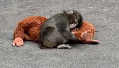  بچه میمون معروف بالاخره مادر پیدا کرد