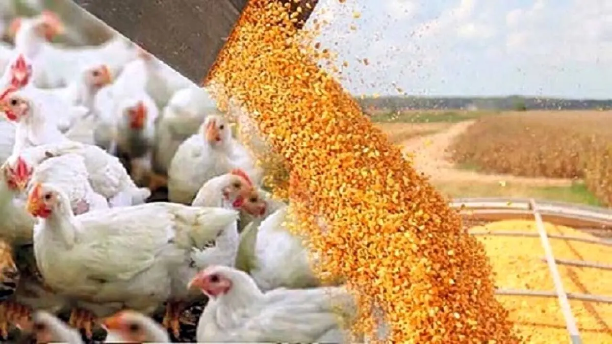 استفاده از هورمون یا تریاک در صنعت طیور وجود خارجی ندارد