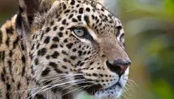 ثبت تصاویر جدید از پلنگ ایرانی در قلب پارک ملی بمو