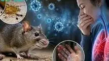 سایه مرگبار هانتا ویروس بر سر دنیا/ آیا جهان در آستانه یک کابوس جدید است؟