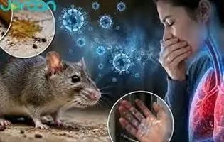 سایه مرگبار هانتا ویروس بر سر دنیا/ آیا جهان در آستانه یک کابوس جدید است؟