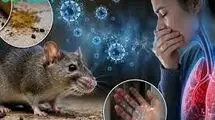 سایه مرگبار هانتا ویروس بر سر دنیا/ آیا جهان در آستانه یک کابوس جدید است؟