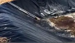 رهایی دو روباه گرفتار در استخر