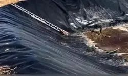 رهایی دو روباه گرفتار در استخر