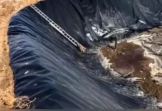 رهایی دو روباه گرفتار در استخر