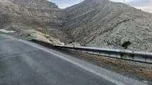 سقوط هولناک چهار دختر و پسر  تهرانی به ته دره