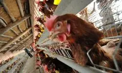 ممنوعیت واردات گوشت مرغ از برزیل به دلیل شیوع آنفلوآنزای مرغی