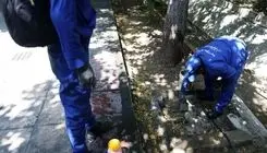 راهکار جدید مقابله با موش‌های تهران