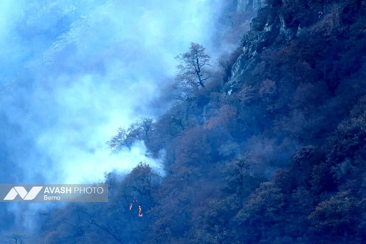 سند مالکیت جنگل‌های هیرکانی