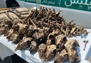 ماجرای کشف ۴۱ جمجمه حیات‌وحش از خانه‌ای در شاهین‌شهر چه بود؟