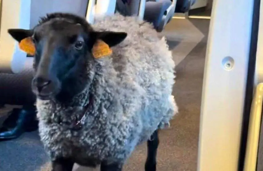 دیده شدن یک گوسفند با پوشک در مترو +عکس