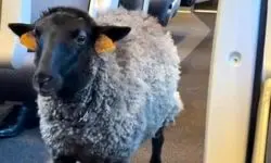 دیده شدن یک گوسفند با پوشک در مترو +عکس