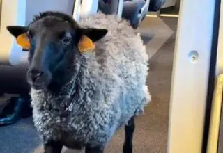 دیده شدن یک گوسفند با پوشک در مترو +عکس