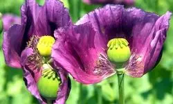  شقایق الیفرا چه فرقی با خشخاش دارد؟