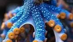 آیا اختاپوس‌ها از فضا آمده‌اند؟