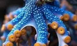 آیا اختاپوس‌ها از فضا آمده‌اند؟