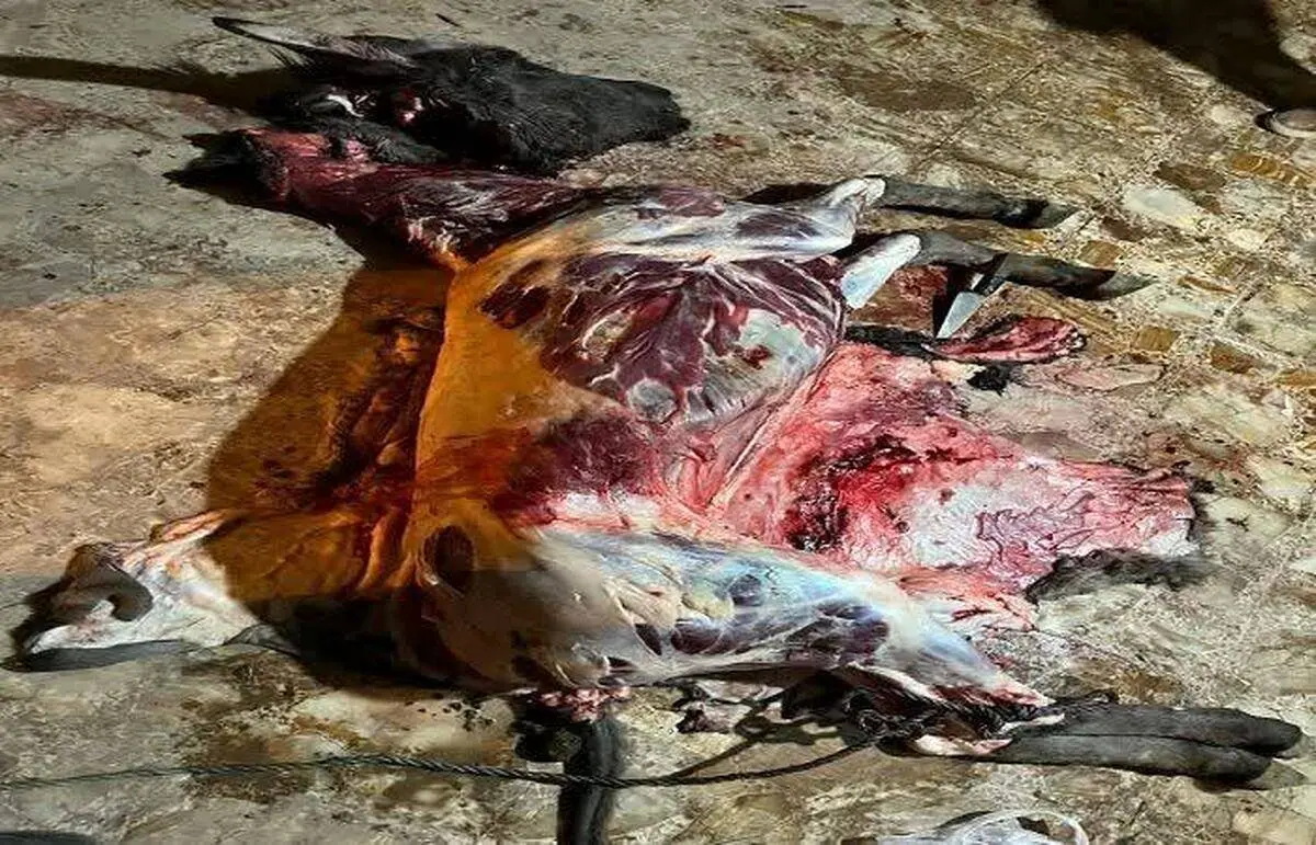 استفاده از گوشت الاغ در یکی از رستوران های جاده قزوین - رشت