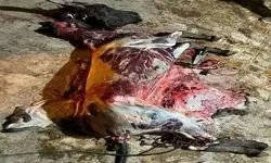 استفاده از گوشت الاغ در یکی از رستوران های جاده قزوین - رشت