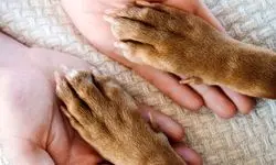 هشدار ویژه درباره لزوم واکسیناسیون حیوانات خانگی