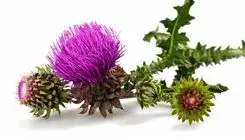 گیاه خارمریم چگونه به سلامت کبد کمک می‌کند؟ 