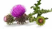 گیاه خارمریم چگونه به سلامت کبد کمک می‌کند؟ 