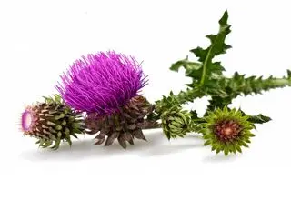 گیاه خارمریم چگونه به سلامت کبد کمک می‌کند؟ 