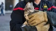نجات دیدنی یک بچه گربه توسط دختر شجاع