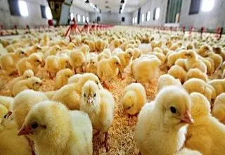 نیازی به واردات جوجه نداریم