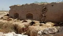 اعلام روند قیمت‌ها در بازار فروش دام به تفکیک هر استان