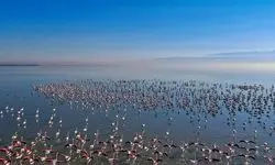 خبر جدید از روند اجرای طرح جامع احیای تالاب میانکاله