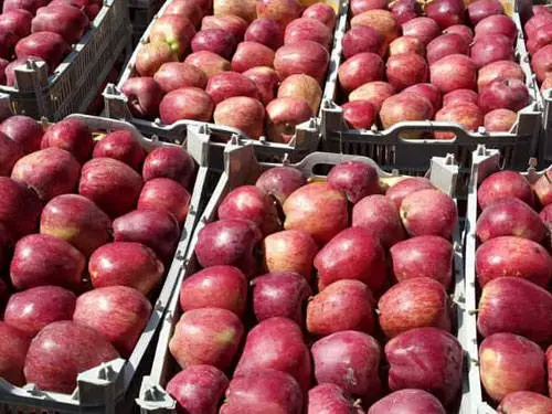 صادرات ۲۰۴ هزار تن سیب به ارزش ۸۲ میلیون دلار در نیمه نخست امسال 