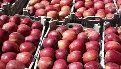 صادرات ۲۰۴ هزار تن سیب به ارزش ۸۲ میلیون دلار در نیمه نخست امسال 
