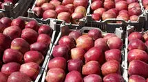 صادرات ۲۰۴ هزار تن سیب به ارزش ۸۲ میلیون دلار در نیمه نخست امسال 