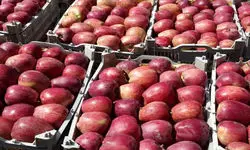 صادرات ۲۰۴ هزار تن سیب به ارزش ۸۲ میلیون دلار در نیمه نخست امسال 