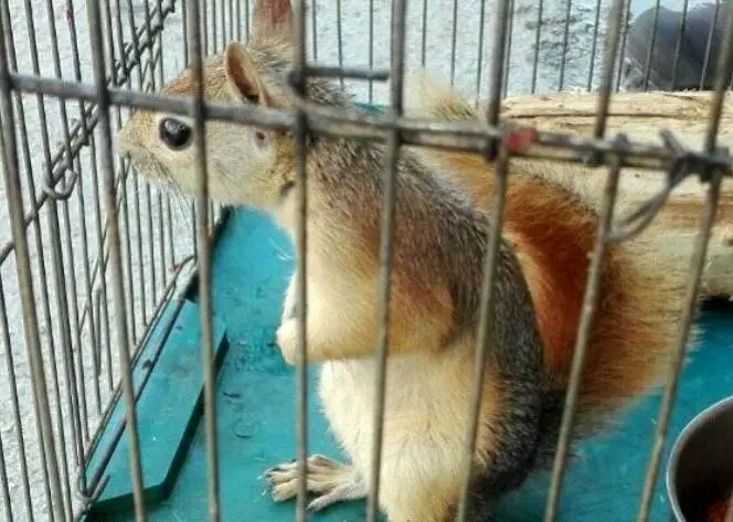 ماجرای فروش سنجاب در هایپرمارکت!