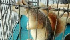 ماجرای فروش سنجاب در هایپرمارکت!