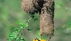 لانه بافی بی‌نظیر پرنده بافنده!