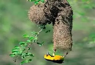 لانه بافی بی‌نظیر پرنده بافنده!