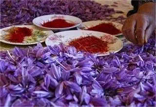 زعفران نگین ۱۹۴ میلیون تا ۲۰۳ میلیون تومان قیمت خورد