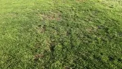 واکنش شهرداری به افت کیفیت چمن ورزشگاه شهرقدس